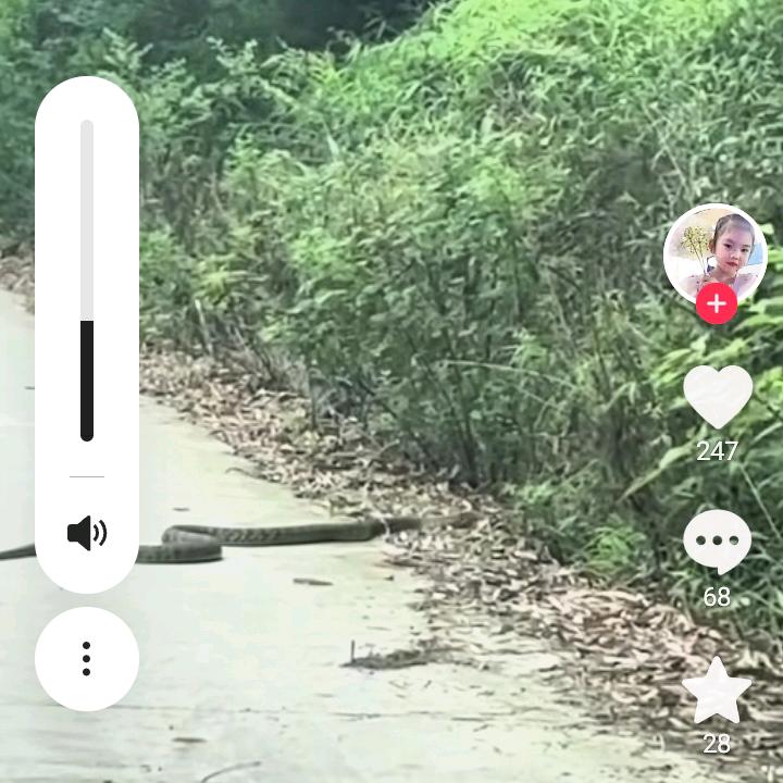 拼命三狼