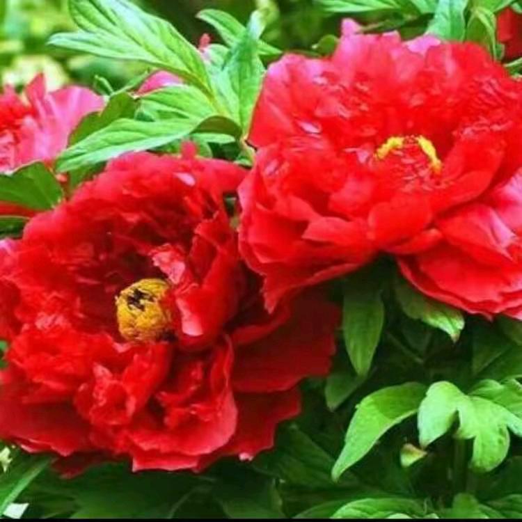 🌹🌹湖涂哥🌹🌹