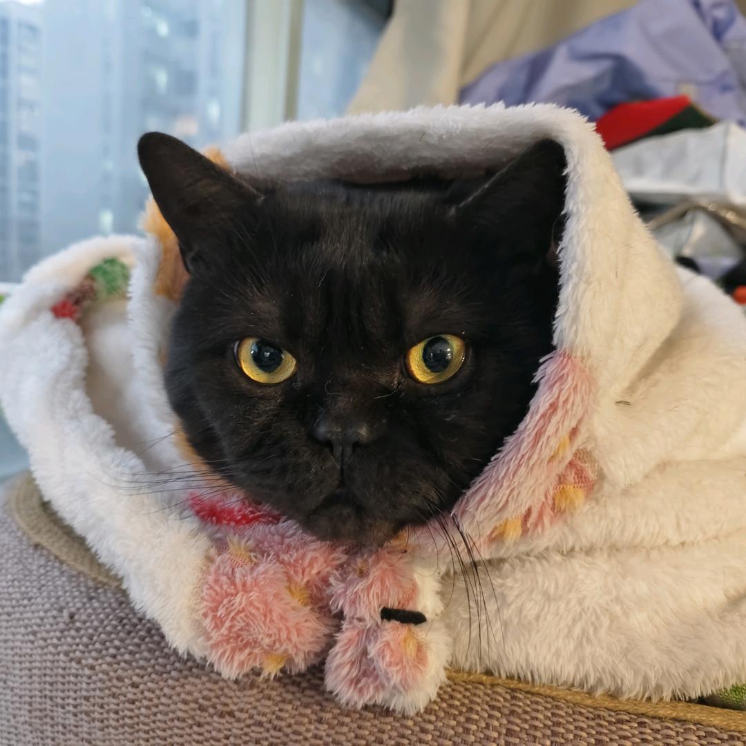 纯棉内裤（披萨心肠版）