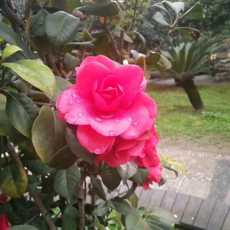 ❤️寂寞的烟💘孤独的酒💕