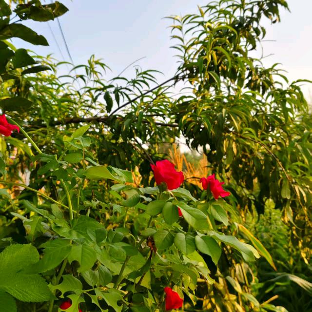 靳老师短视频运营4