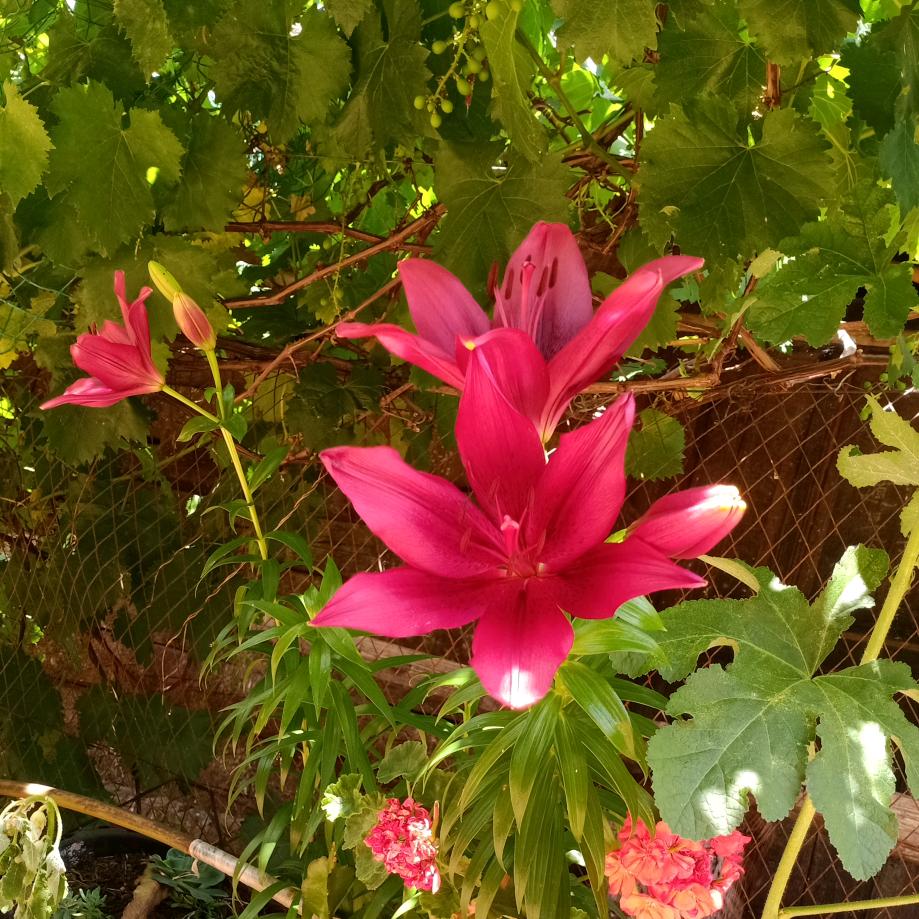 快乐不打《杨》