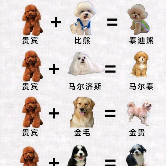 爱狗人士