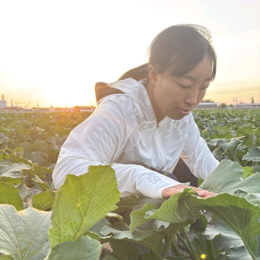 果老六闫老师讲西葫芦