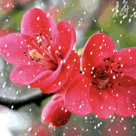 踏雪寻梅