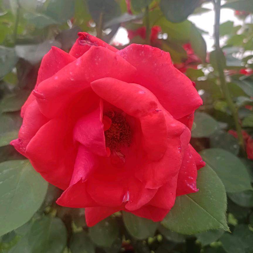 桃花游界