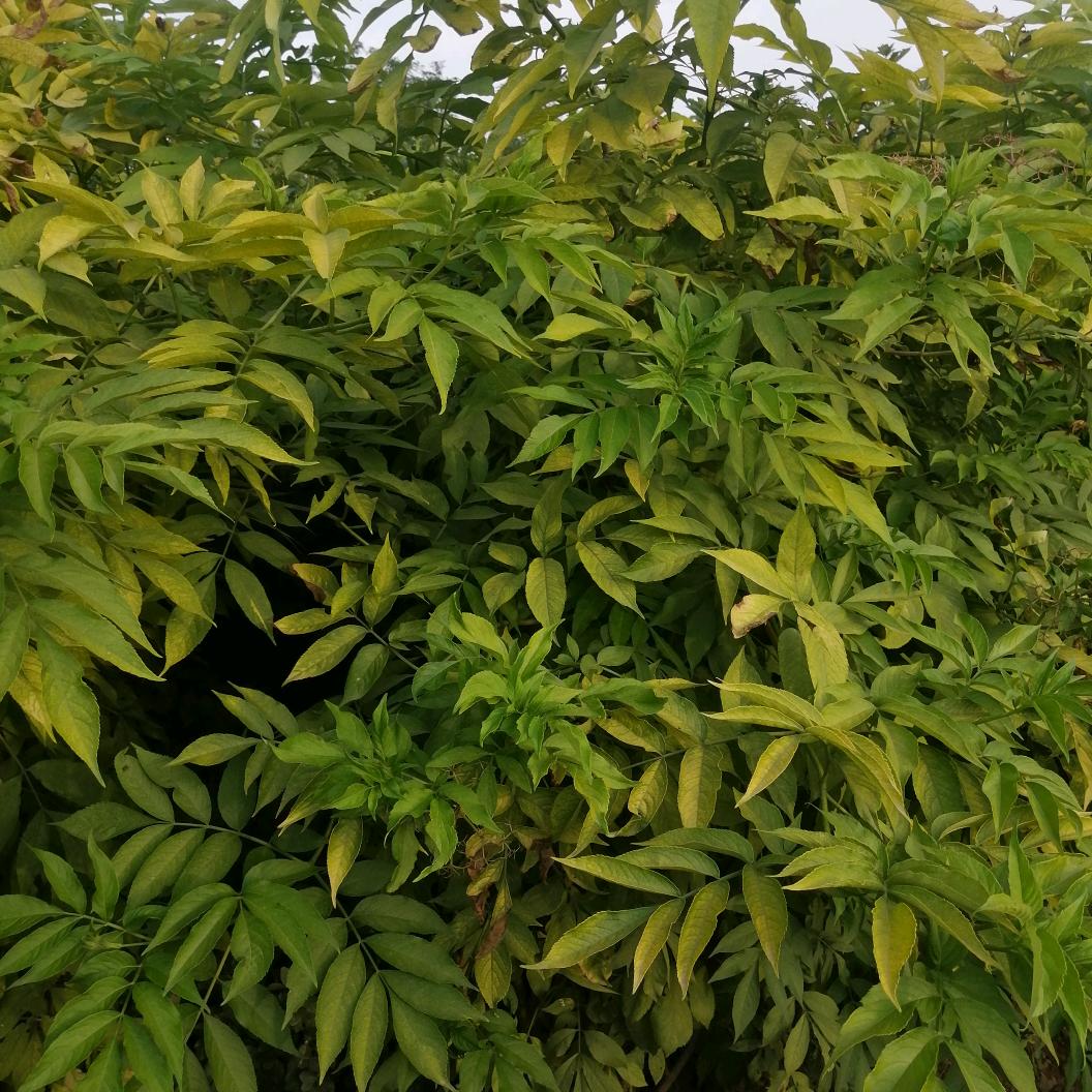 腾达苗木好物