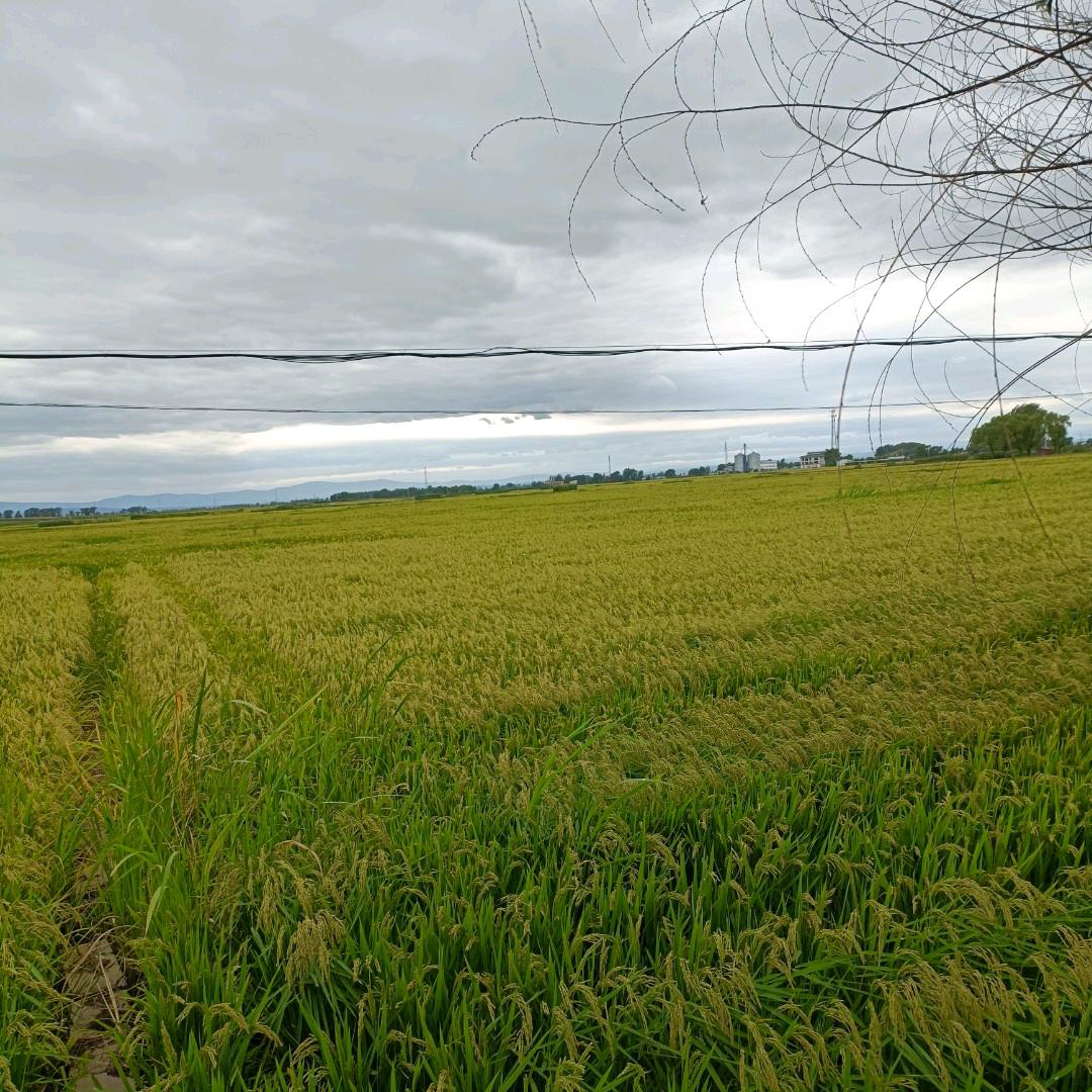 石头剪刀布，你赢了