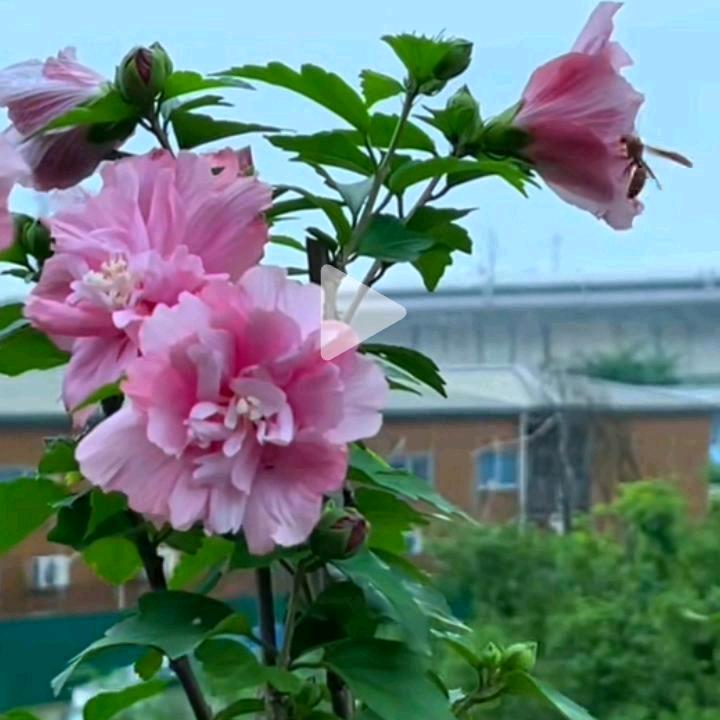 开心，快乐，🌸🌸🌸