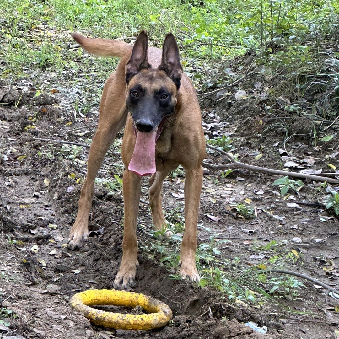 扬州马犬爱好者