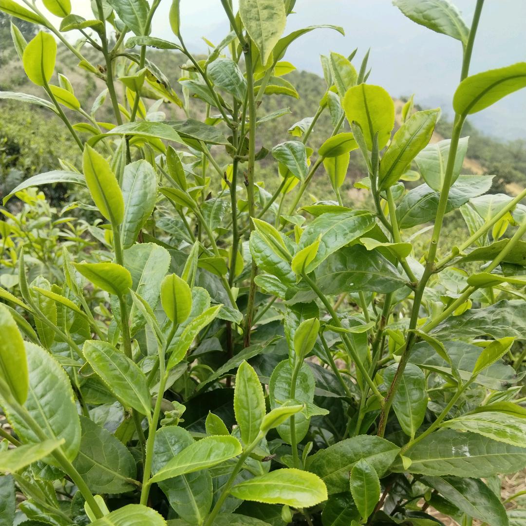 生活摆渡者