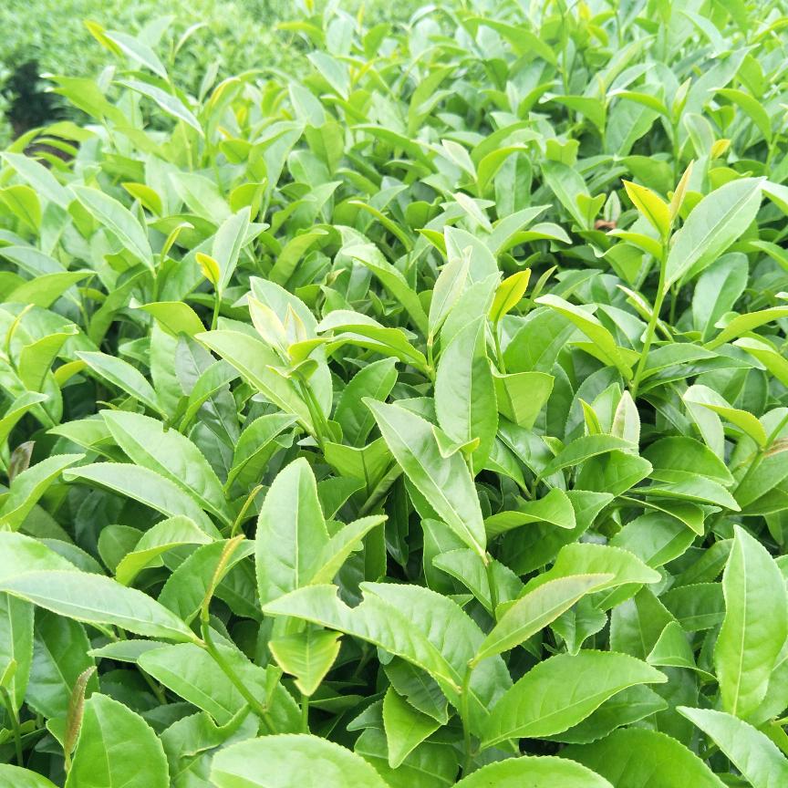 建阳岩臻茶叶