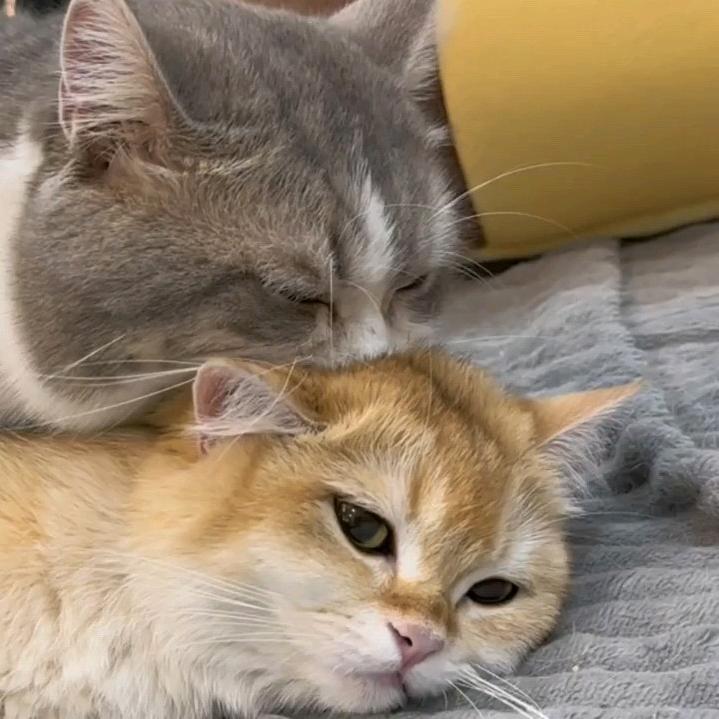 卡卡