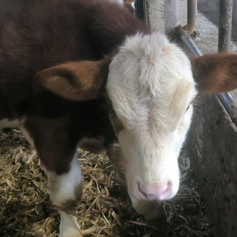 抓牛找小赵（小号）