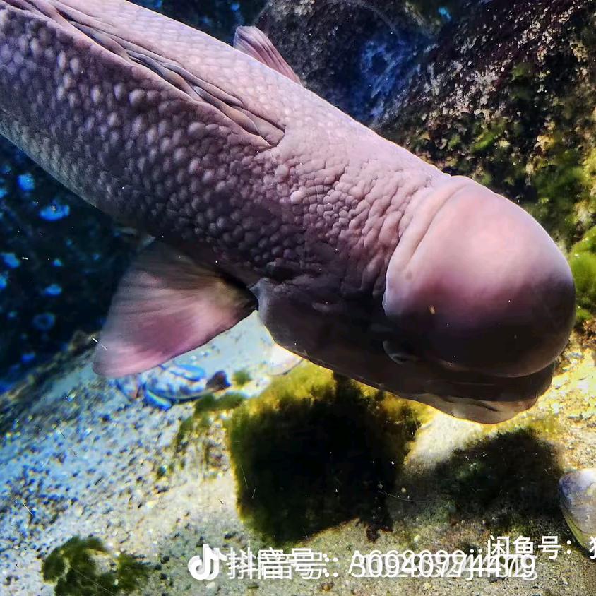 鱼哥哥