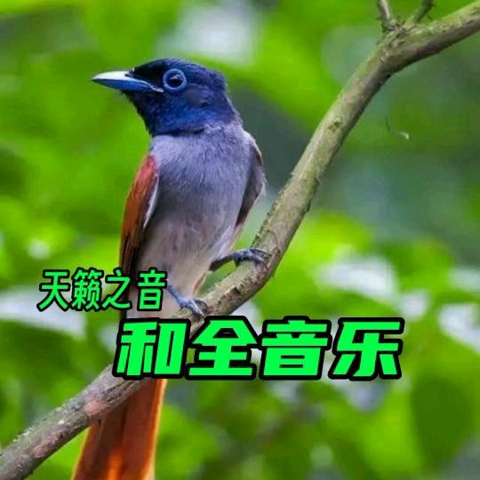 和全音乐
