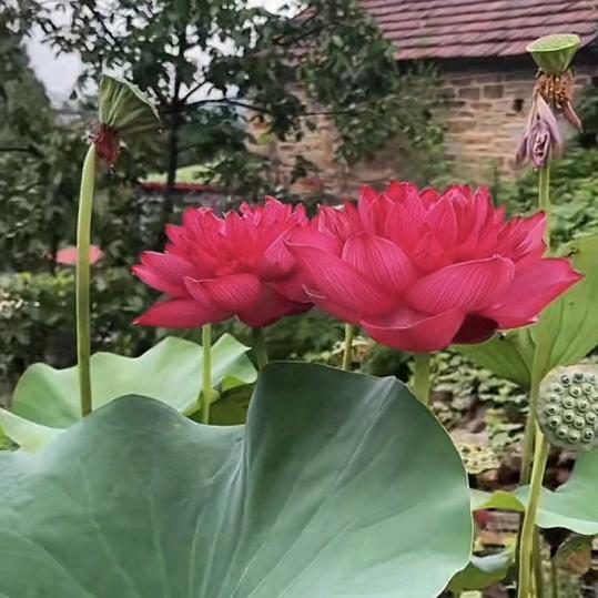 梅姐商铺