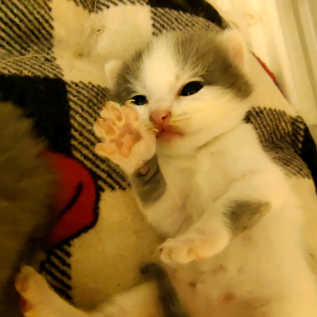 家有俩宝(◞◟╹◡╹  )