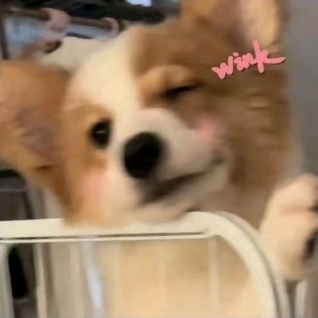 橙子34