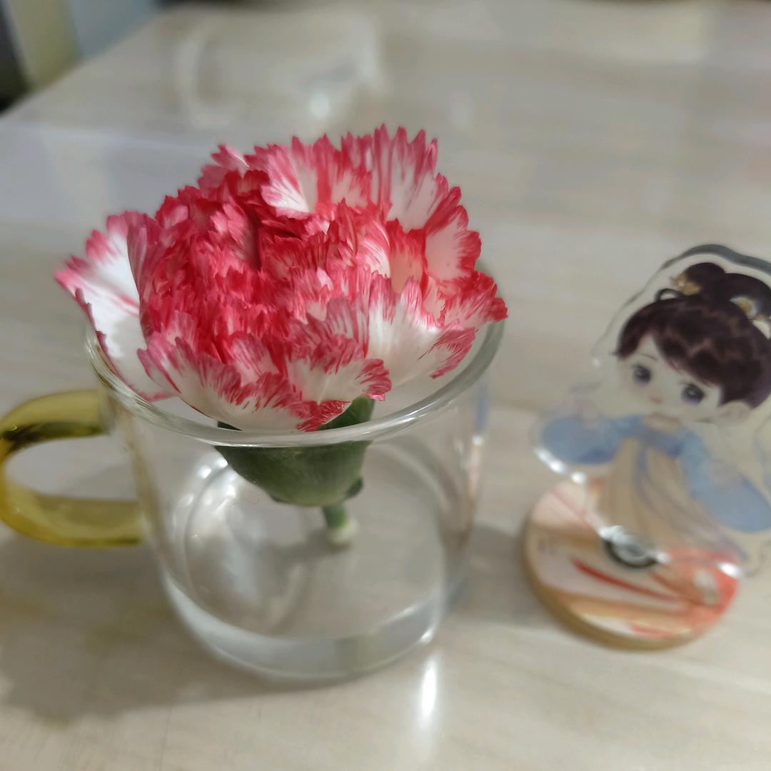 君子兰☆