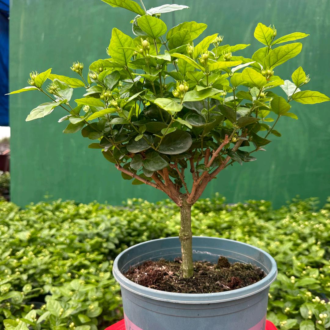 横州市星运茉莉花