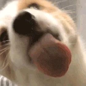 哥谭情圣