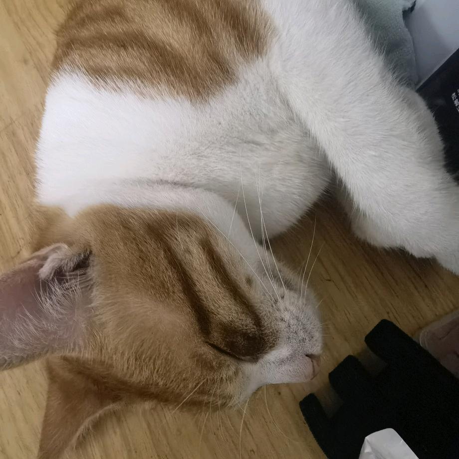苟富贵