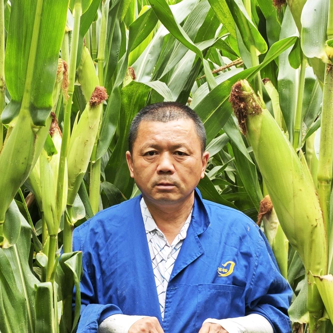 老杨说玉米
