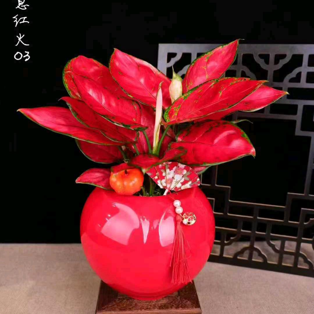 舜新园艺绿植花卉企业店