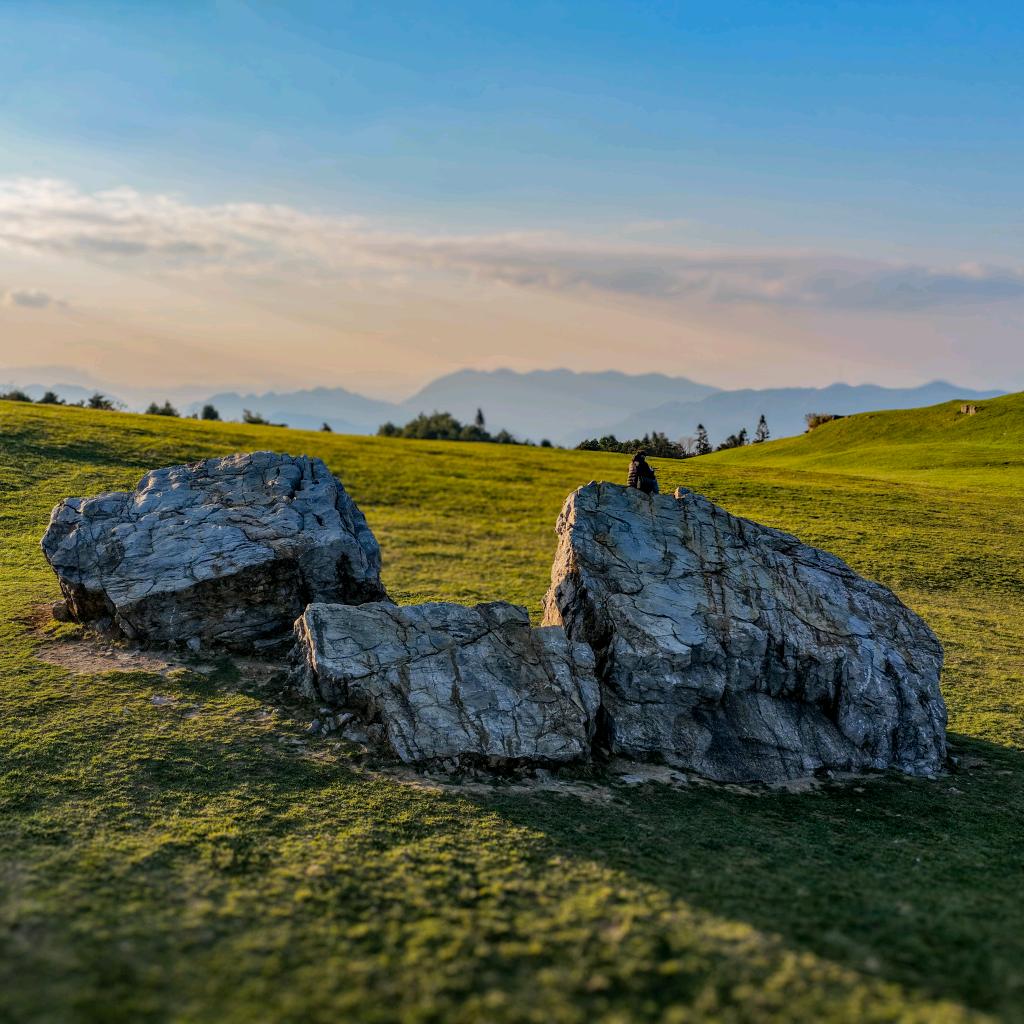 菖蒲大草原最抗冻的崽