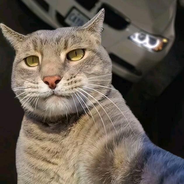 大脸猫优选⁰এ