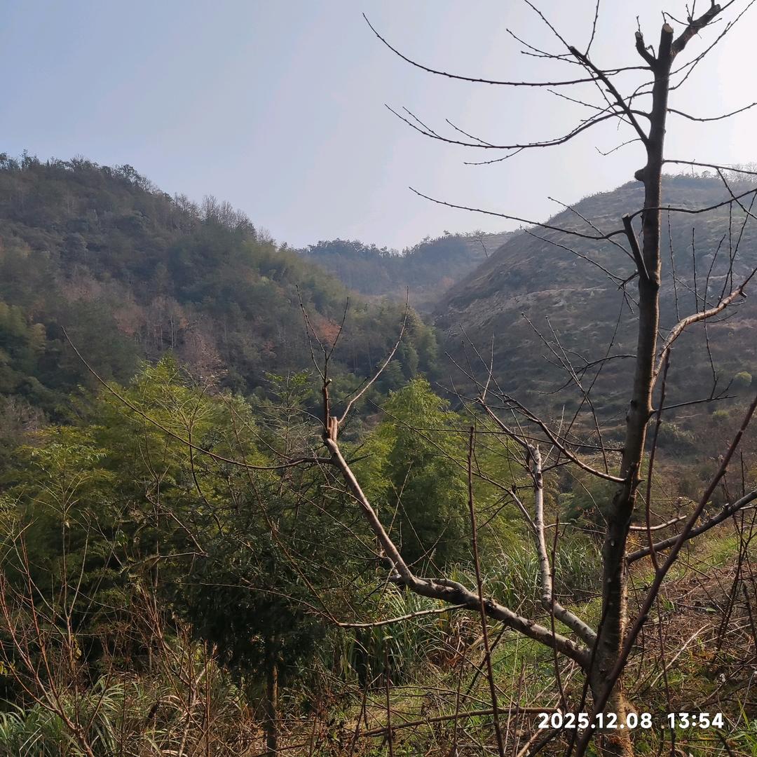 修剪果树，嫁接，疏果，套袋，专业队