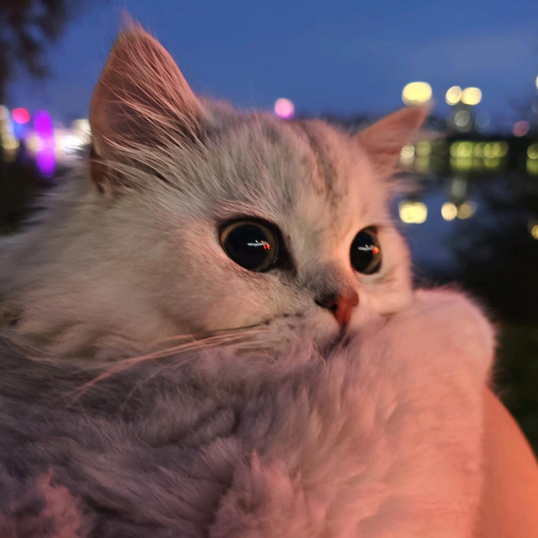 .露娜_