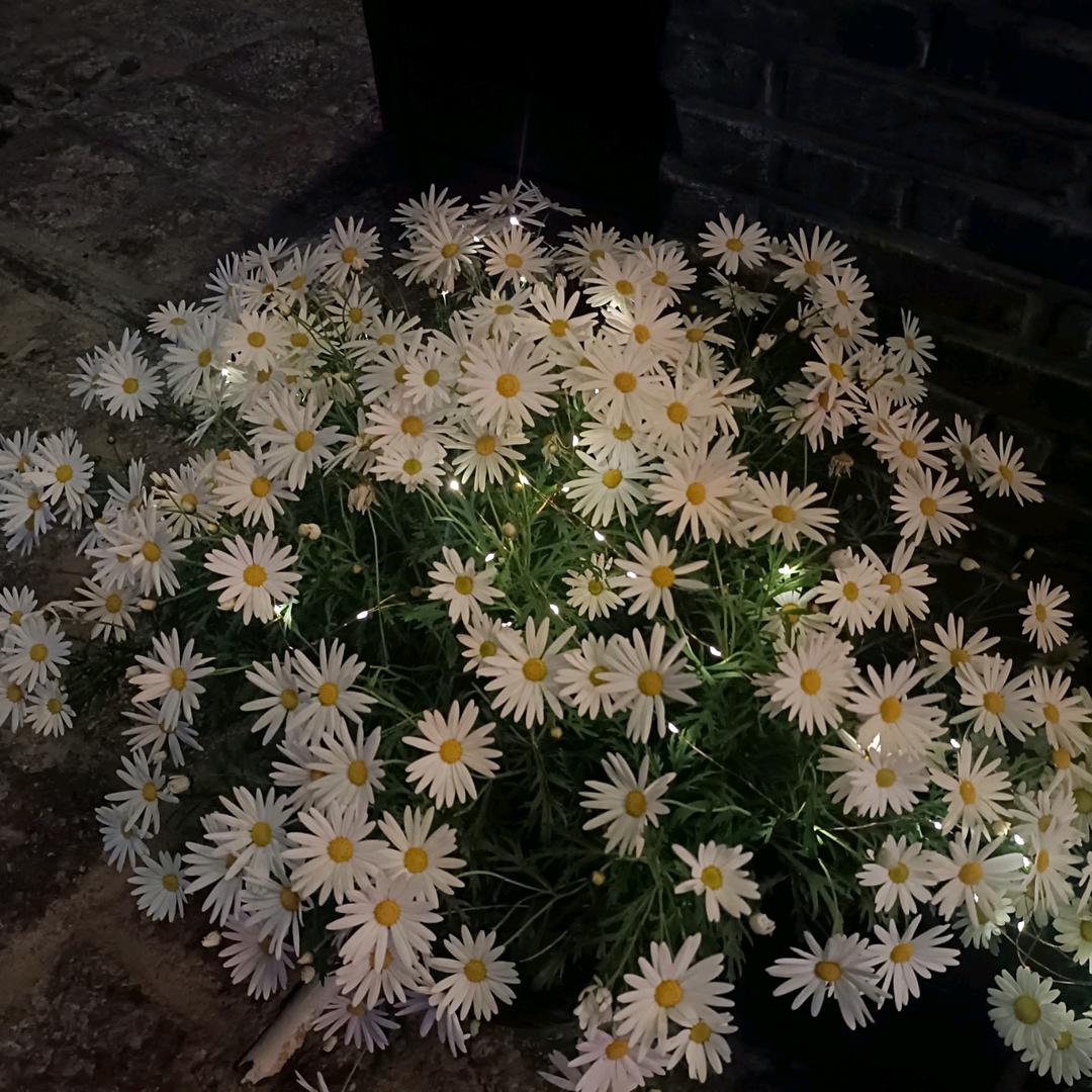 玉