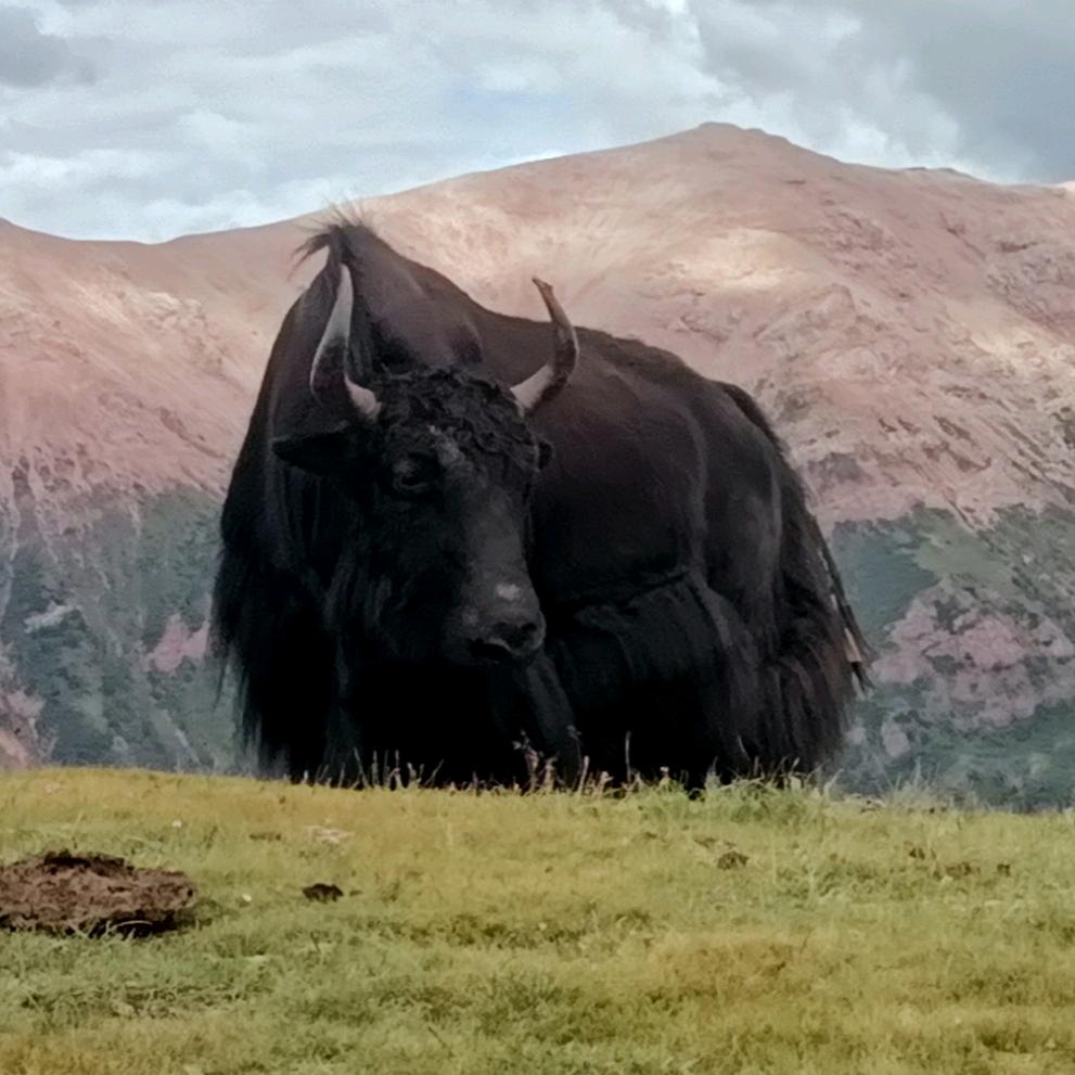 😍༄་རག་ཤི་☺དུག་དྲི་།