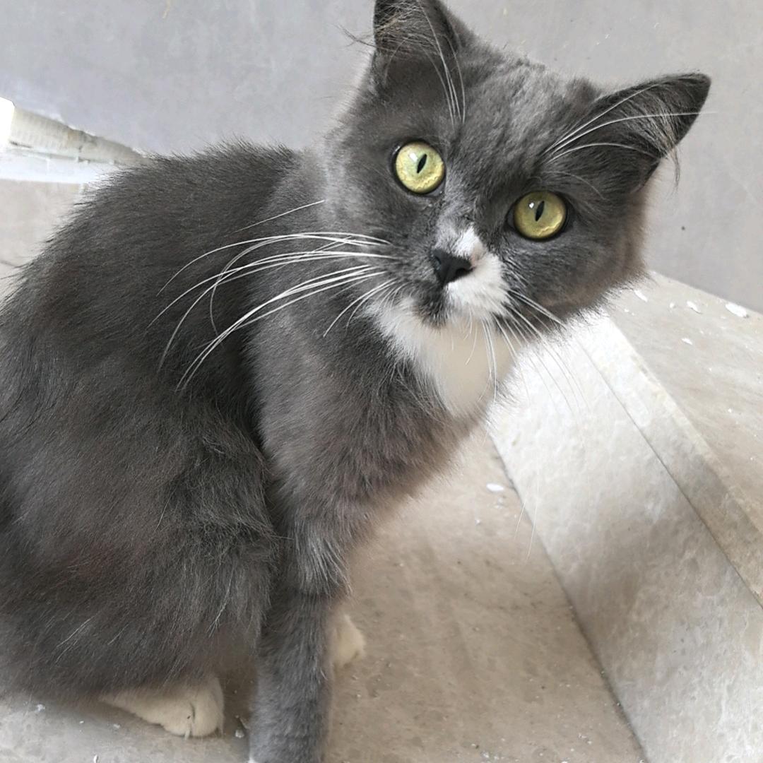 小燕子