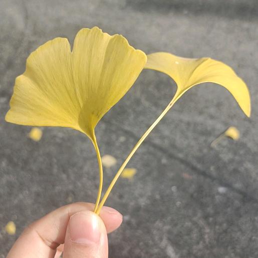 喜欢小眼睛男生