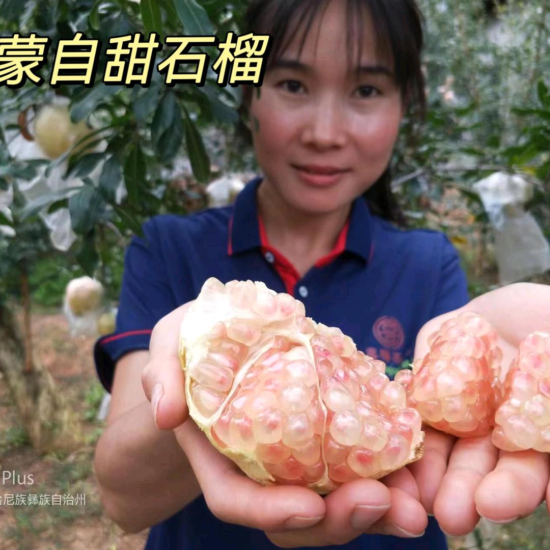 蒙自喜梅茶果（2025年石榴已结束）