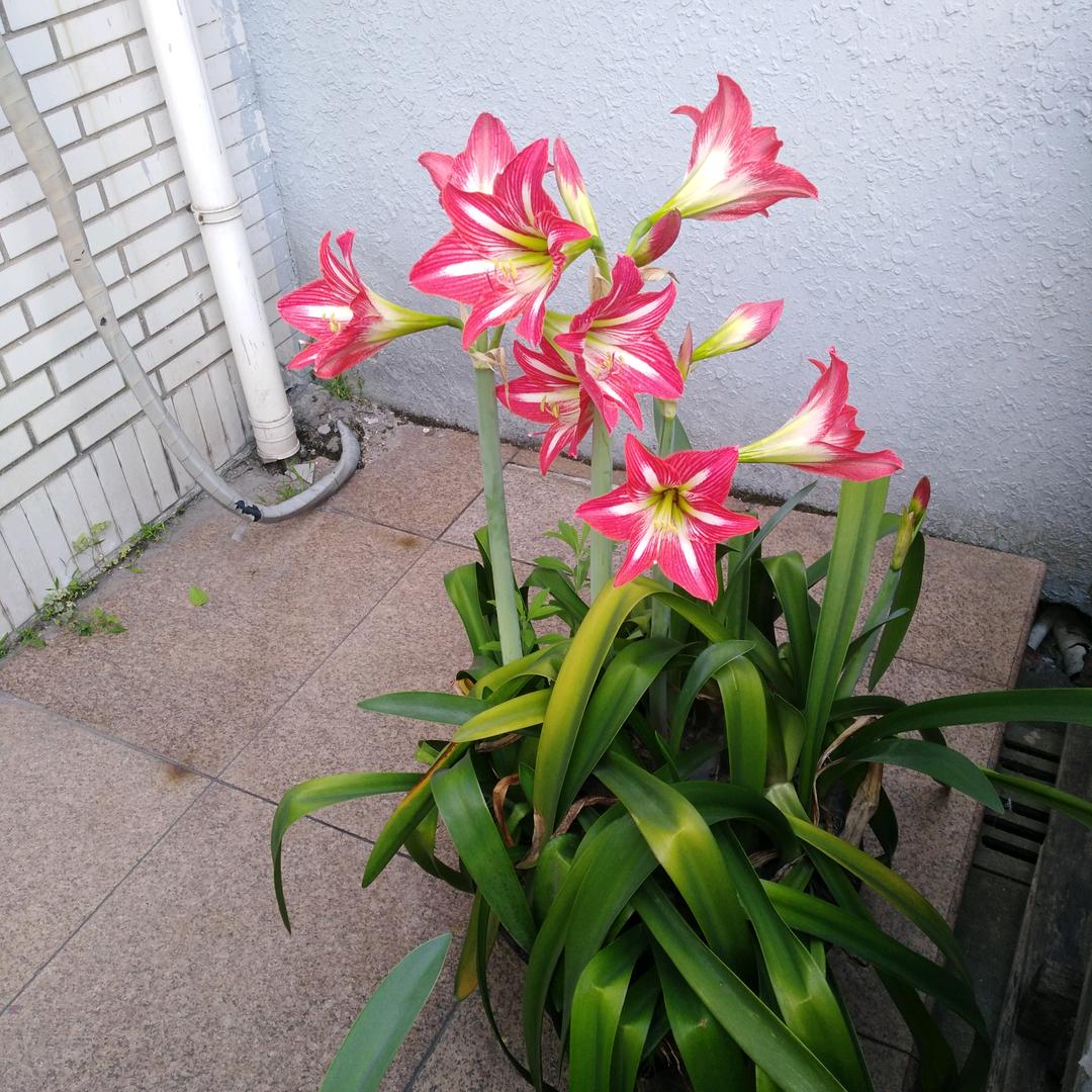 美好人生。