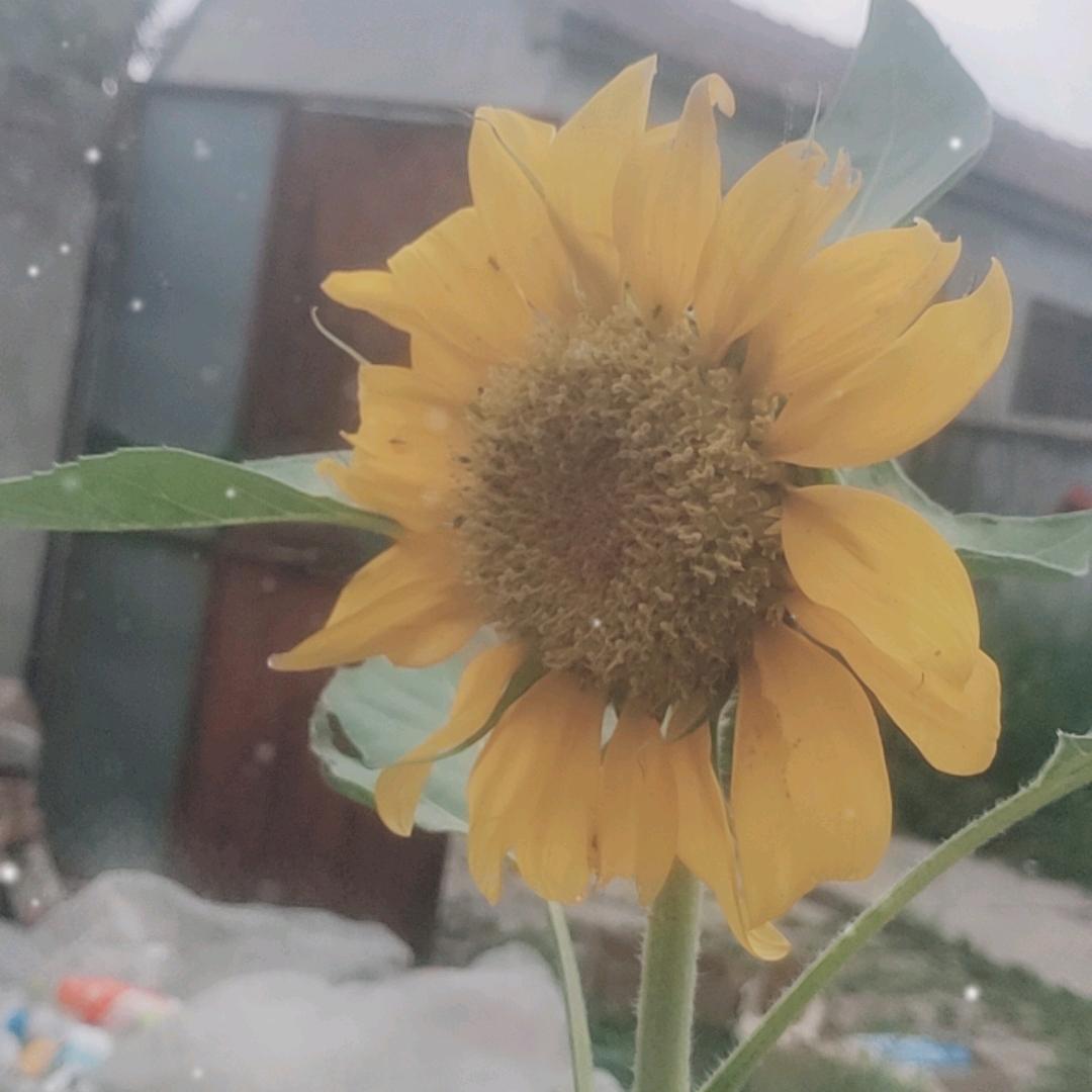 瑞杰爸午