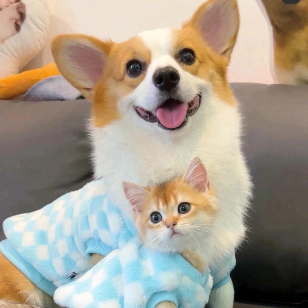 小飞宠物用品店