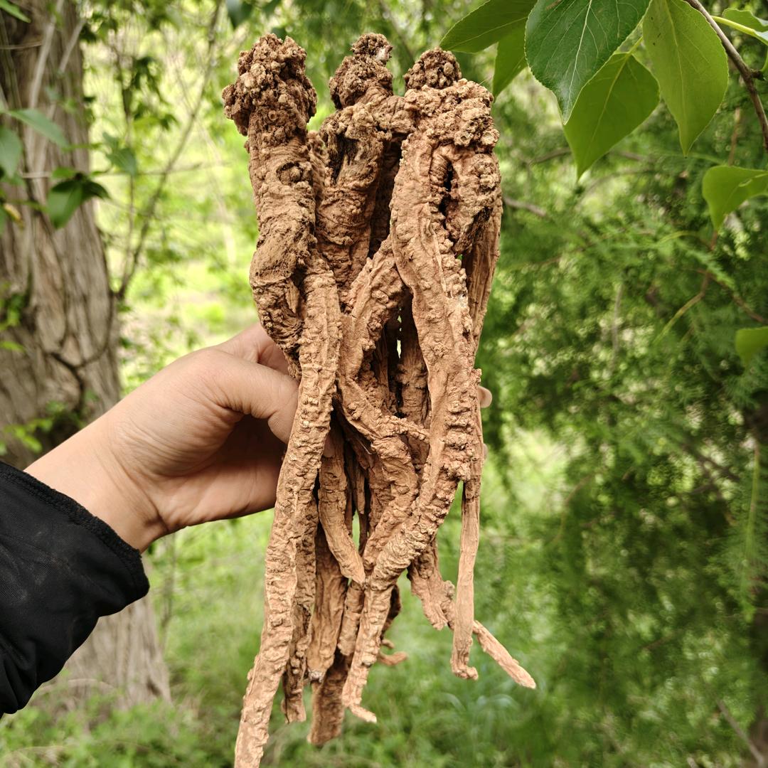 甘肃小王传统滋补