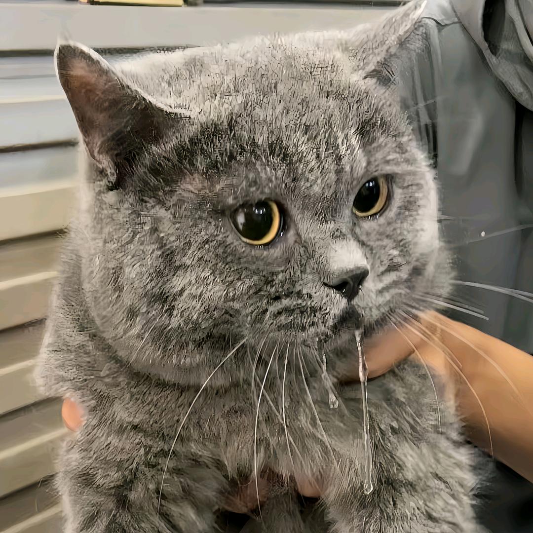 蓝宝吃不饱