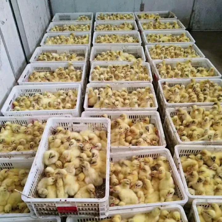 鸿达禽业