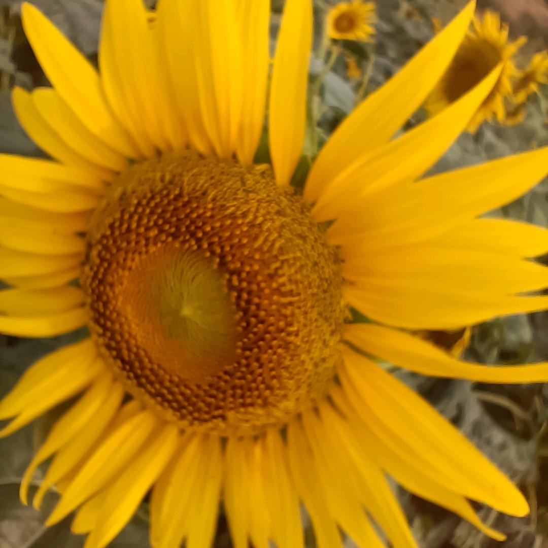 去尼玛的，dy王八蛋