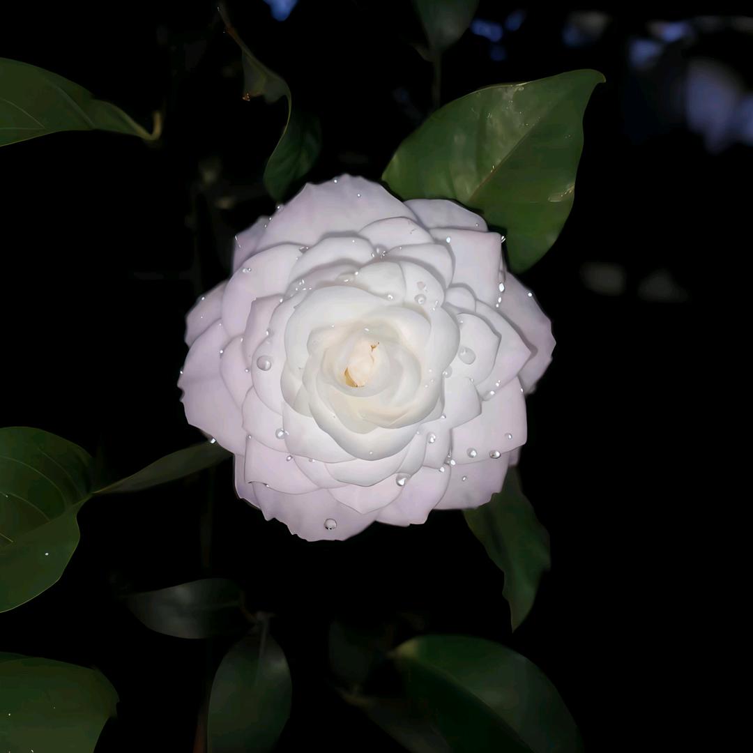 camellia白山茶
