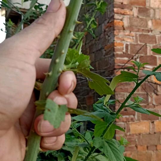 认蒸你就熟了