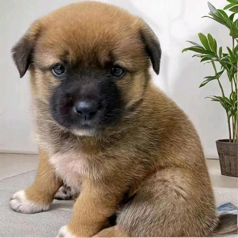 招财进宝🐯A丨剪辑