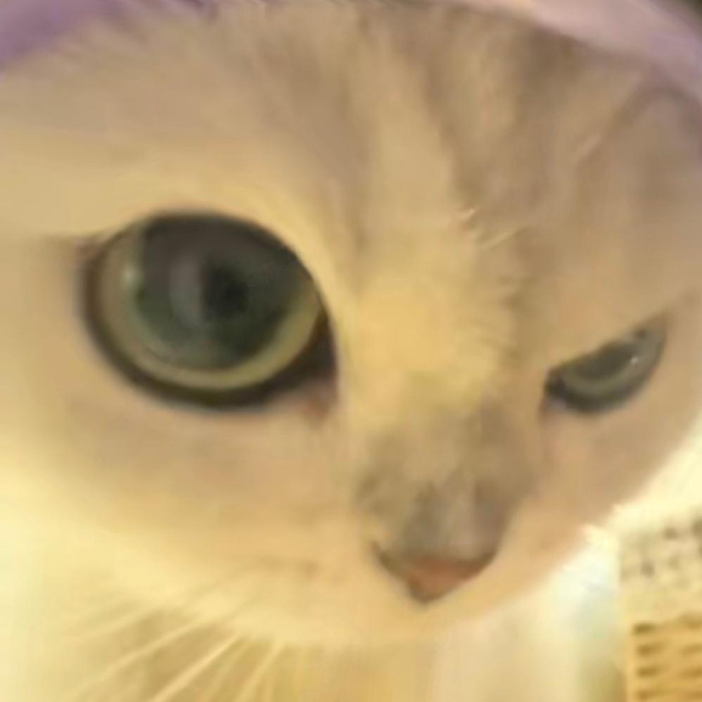 你算哪只修猫咪