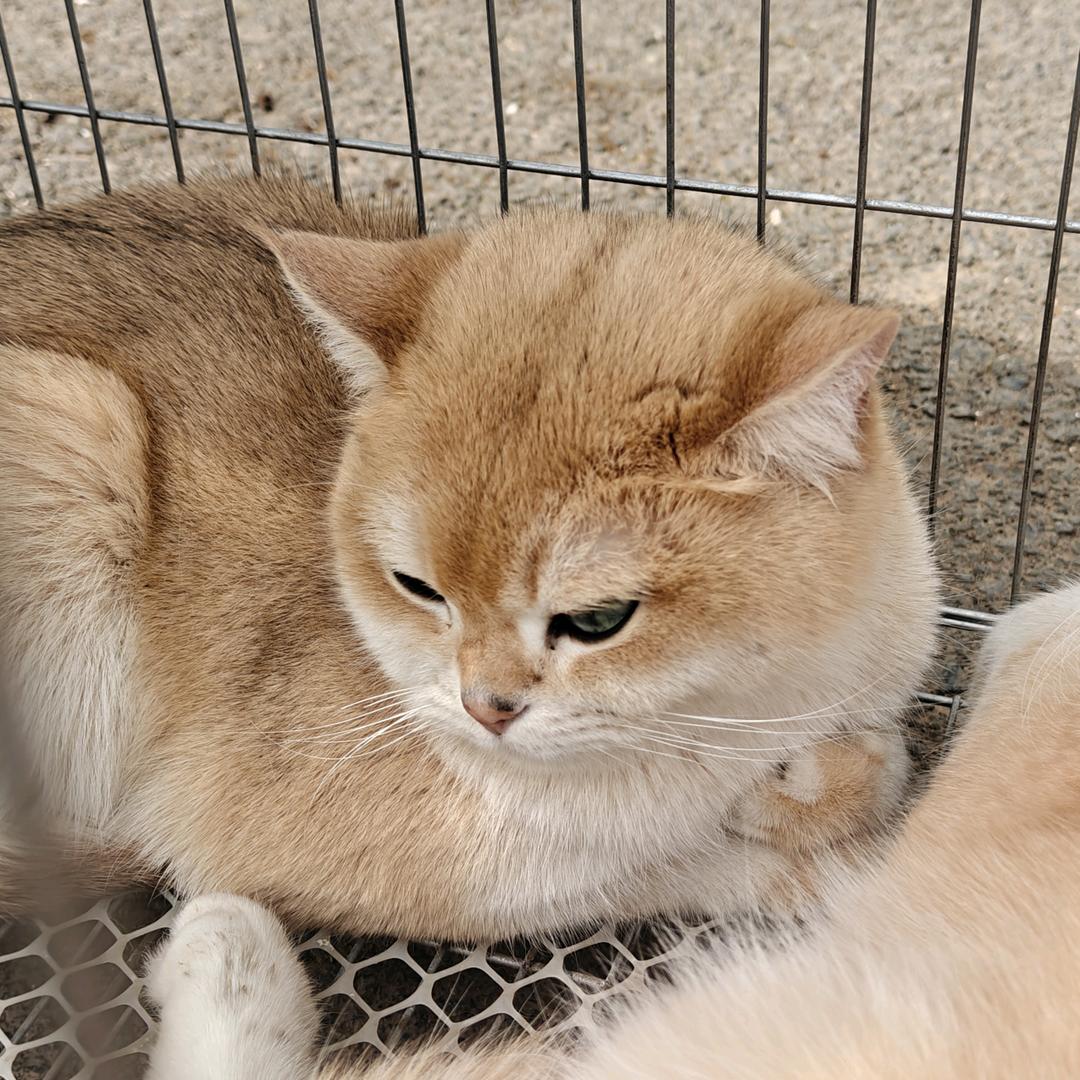 打倒咳嗽怪